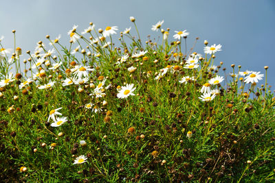 Close-up of white flowering plants on field