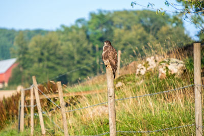 Bird perching on wooden post in field