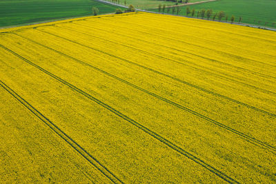 Rows of yellow canola plants seen from above with a drone, creating an abstract pattern and texture