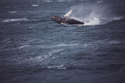 Humpback whale breaching