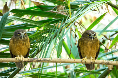 Bird perching on a branch