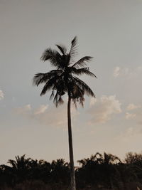 Low angle view of silhouette palm trees against sky