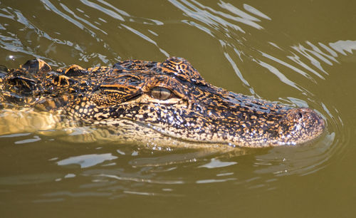 High angle view of crocodile swimming in lake