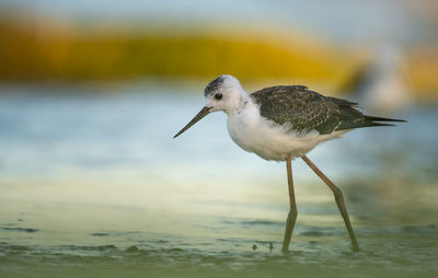 Close-up of bird perching on a beach