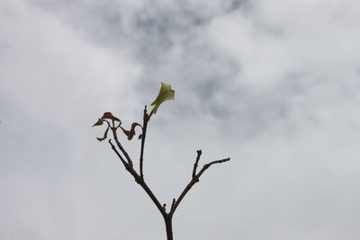 Close-up of plant against sky