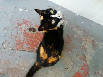 High angle portrait of cat sitting on floor