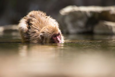 Monkey drinking water from a lake