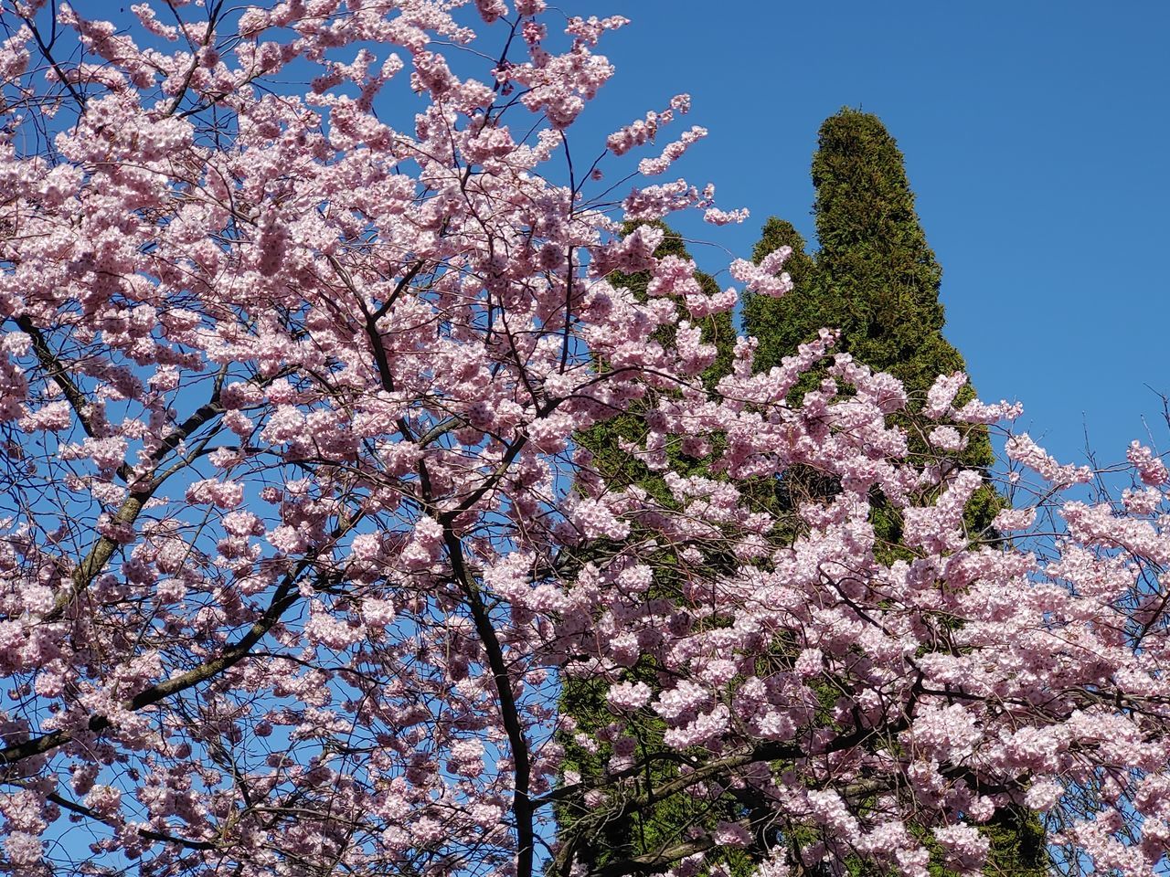 flower, flowering plant, plant, tree, growth, blossom, low angle view, springtime, pink color, freshness, fragility, nature, beauty in nature, branch, sky, day, cherry blossom, vulnerability, no people, cherry tree, outdoors, spring, lilac