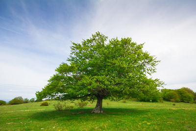 Tree on field against sky