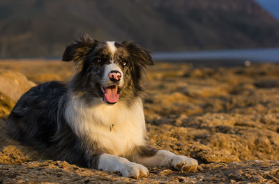 Portrait of a dog border colli looking away on the sea