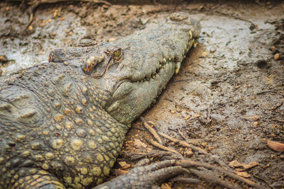 Close-up of lizard on rock in zoo