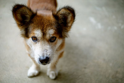 Close-up portrait of dog