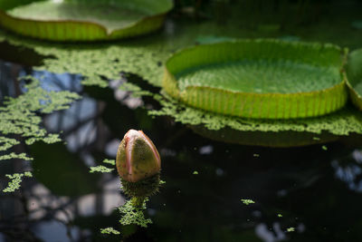 Close-up of lotus water lily