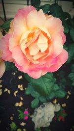 Close-up of pink rose