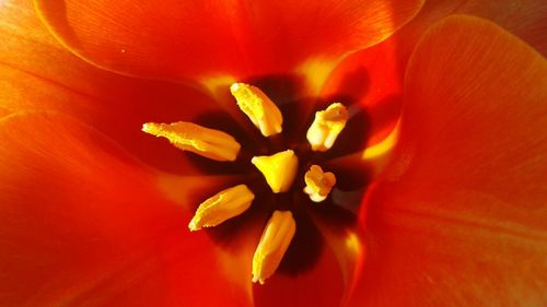 Close-up of orange day