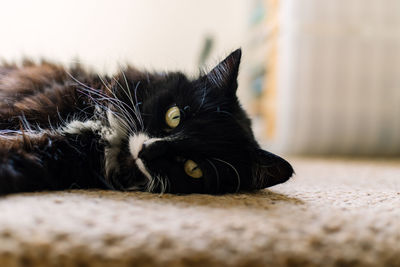 Close-up portrait of black cat lying on floor