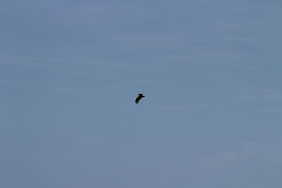 Bird flying against sky