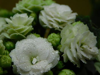 Close-up of wet white rose