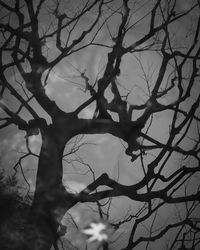 Low angle view of silhouette tree against sky