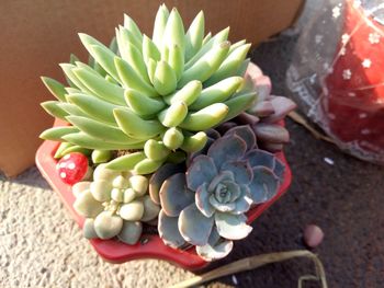 High angle view of succulent plant
