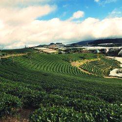 Scenic view of agricultural field against sky