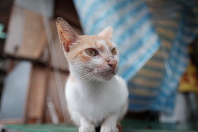 Cat looking away