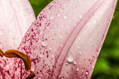 Close-up of raindrops on pink lily