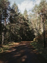 Road amidst trees in forest against sky