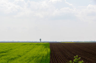 Scenic view of agricultural field against sky