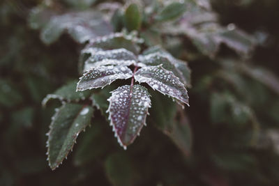 Close-up of wet flower