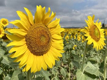 Close-up of yellow sunflower