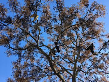 Low angle view of tree against blue sky