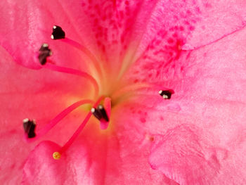 Full frame shot of pink flower