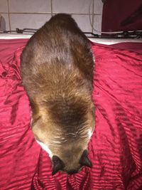 Close-up of a dog sleeping