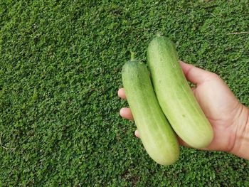 High angle view of hand holding leaf