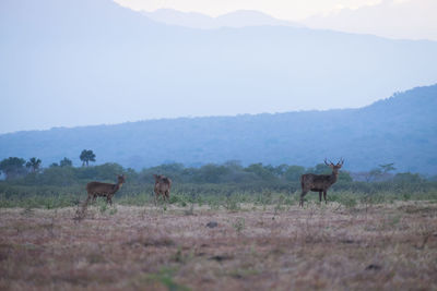 Rusa timorensis at savana baluran national park, indonesia