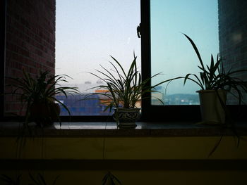 Palm trees seen through window