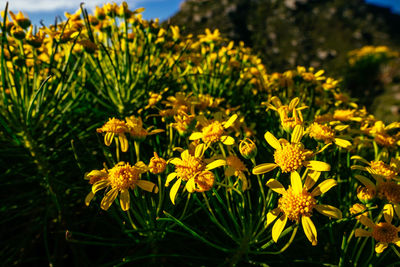 Close-up of yellow flowering plants on field