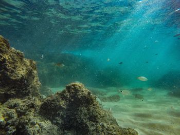 Fish swimming in sea