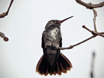 Low angle view of bird perching on twig against clear sky