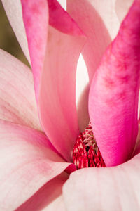 Close-up of pink rose flower