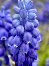 Close-up of purple flowering plants