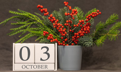 Red berries on plant