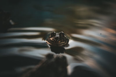 Close-up of turtle in a lake