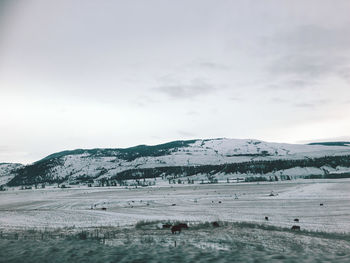 A snow-covered mountain in merritt, british columbia, canada with livestocks grazing on the ground.