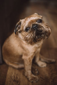 Portrait of puppy sitting on floor