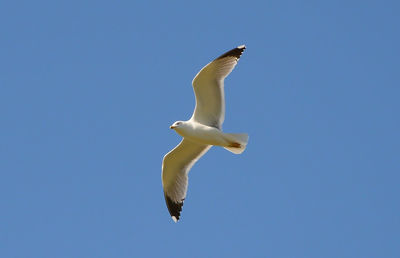 Low angle view of bird flying against clear blue sky