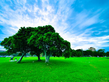 Trees on field against sky