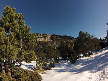 Trees on landscape against clear blue sky