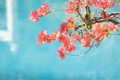 Close-up of pink cherry blossom on tree